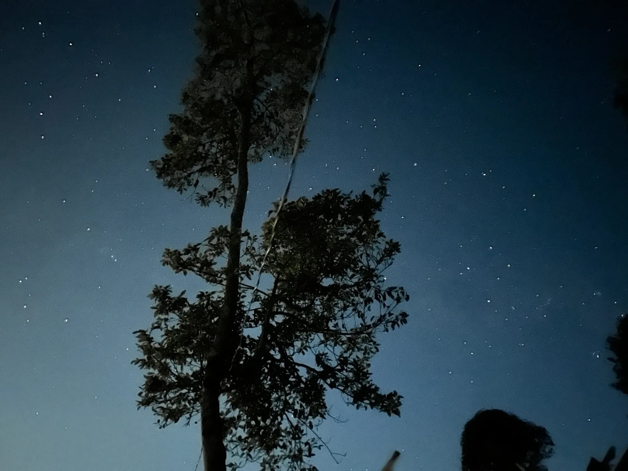 Stars over the farm at night, behind the silhouette of a tall tree