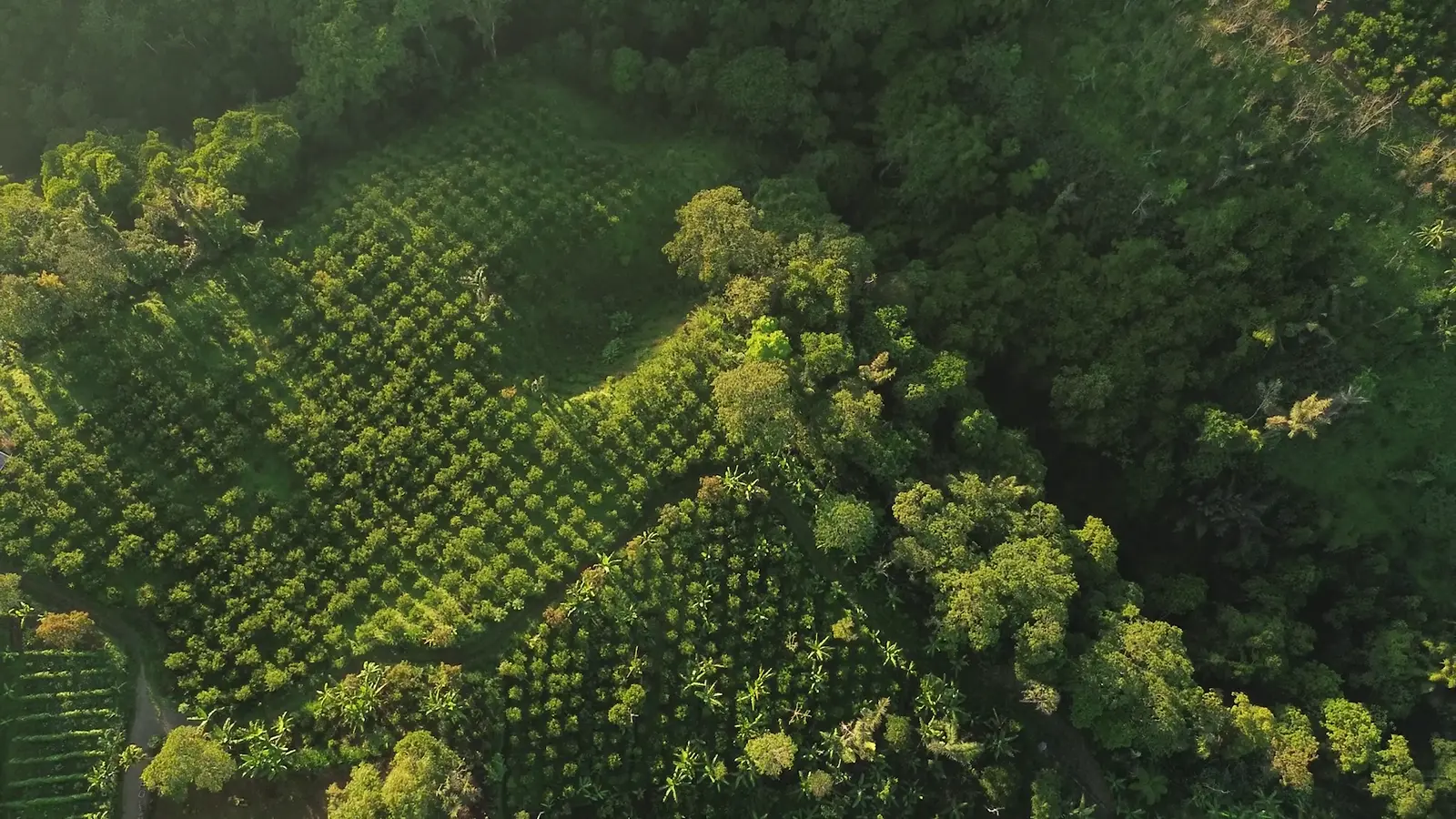 The Mengani hillside from the air: the house, the gardens and the highland ridge behind
